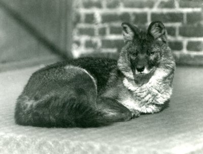 絶滅危惧種のドールまたはアジアの野生の犬、1923年ロンドン動物園で休憩（bw写真） 作： Frederick William Bond